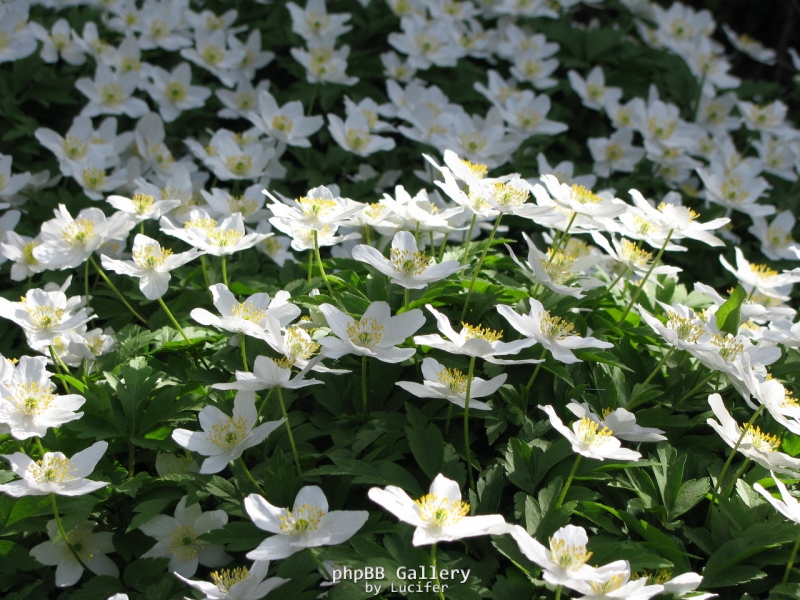 Ветреница
