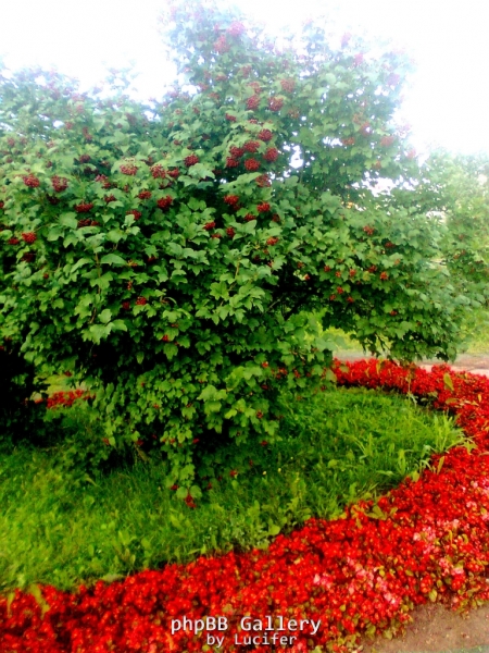 калина и бегония