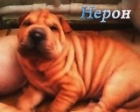 Нерончик )))