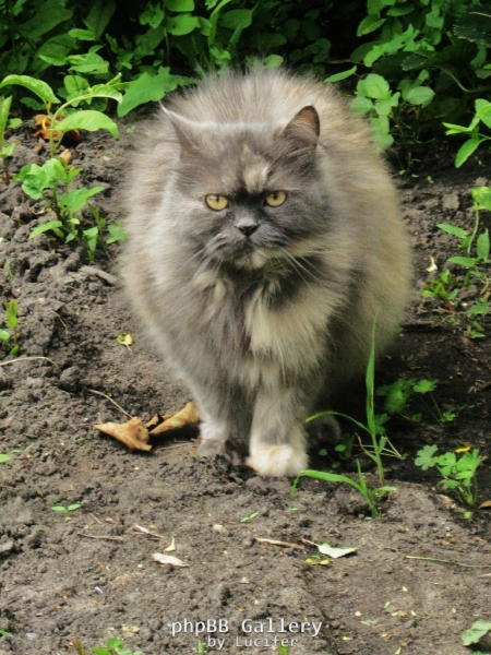 Дина