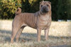 isabella-adult-shar-pei[1].jpg