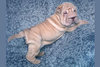 isabella-dilute_shar-pei[1].jpg