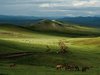 Mark Leong Cavalli di Mongolia.jpg