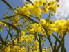 mimose.gif