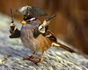 sparrow.jpg