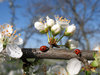 flowers_545.jpg