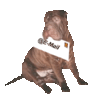 sharpeiemail.gif
