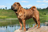 red-color-shar-pei[1].jpg