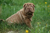 chocolate-shar-pei-puppy[1].jpg