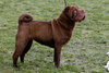 chocolate-shar-pei[1].jpg