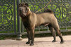 black-shar-pei-dog[1].jpg