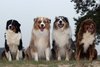 Bvdb-australischeherder[1].jpg