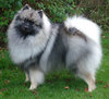 Keeshond[1].jpg