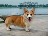 wallcoo.com_Pembroke_Welsh_Corgi_picture_85487[1].jpg
