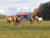 Horses[2]j[2].JPG