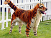 chinese-dog-dying-tiger-wtf-opt.jpg
