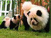 chinese-dog-dying-wtf-panda.jpg